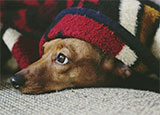 Photo of a dog hiding under a blanket