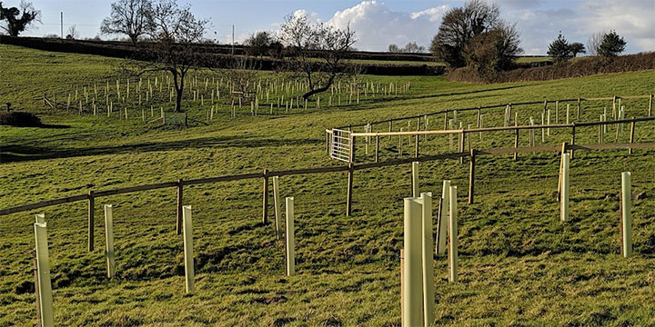 Photo of new trees planted in a field